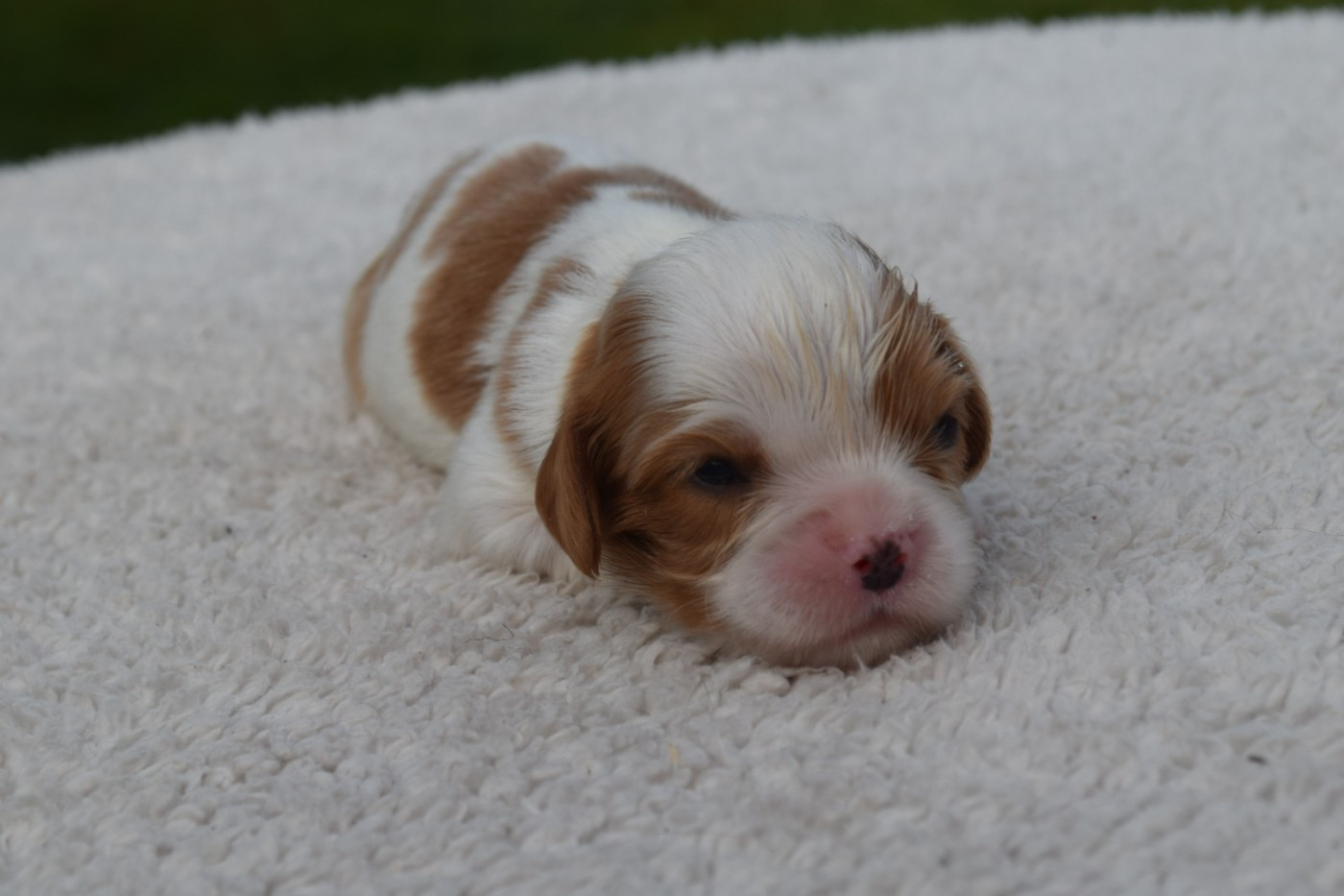 Du Millésime Champenois - Chiots disponibles - Cavalier King Charles Spaniel