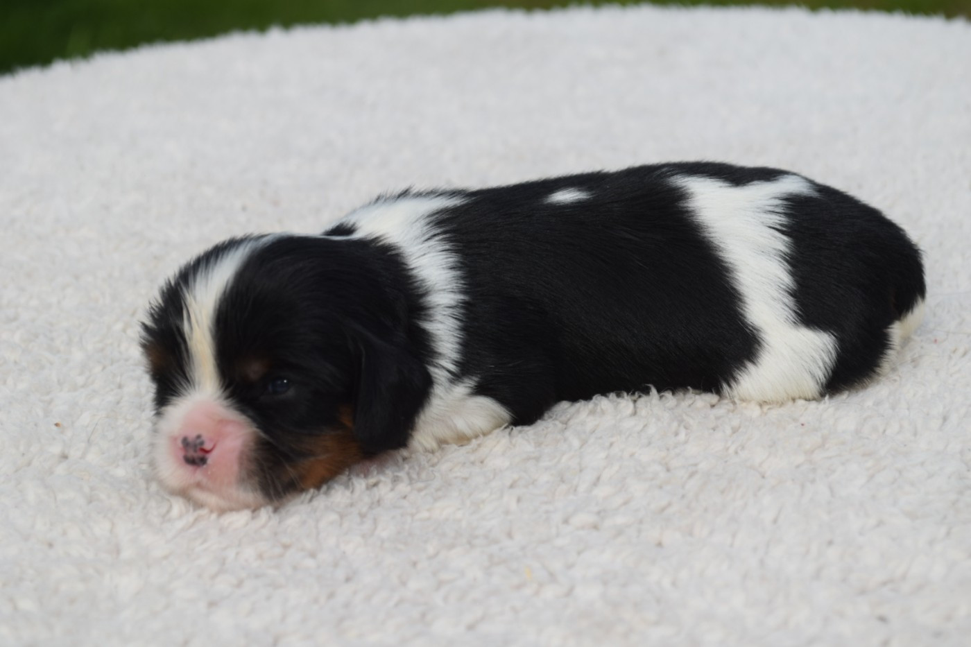 Du Millésime Champenois - Chiots disponibles - Cavalier King Charles Spaniel