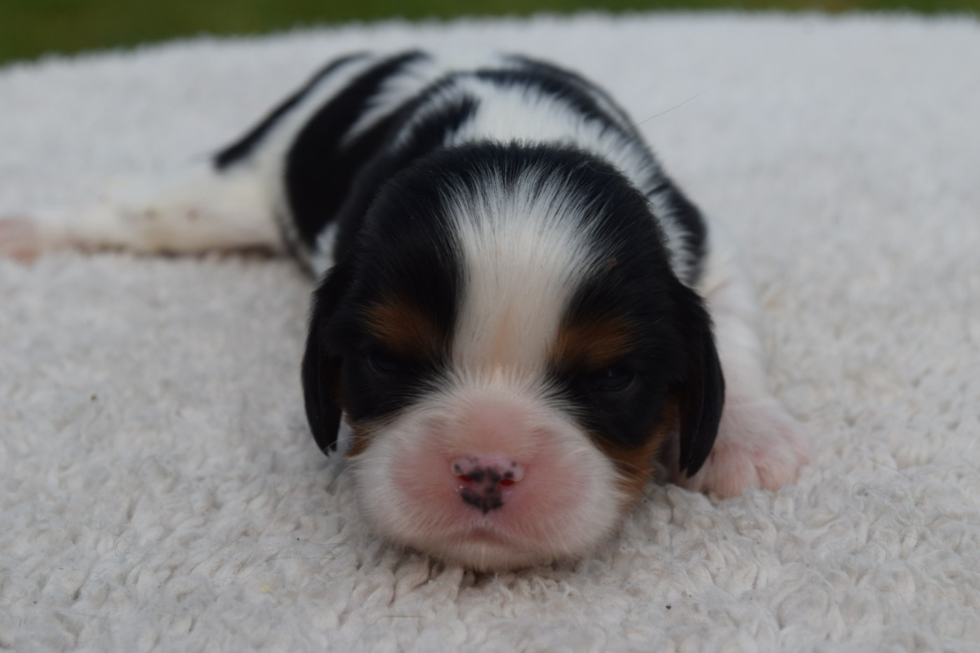 Du Millésime Champenois - Chiots disponibles - Cavalier King Charles Spaniel