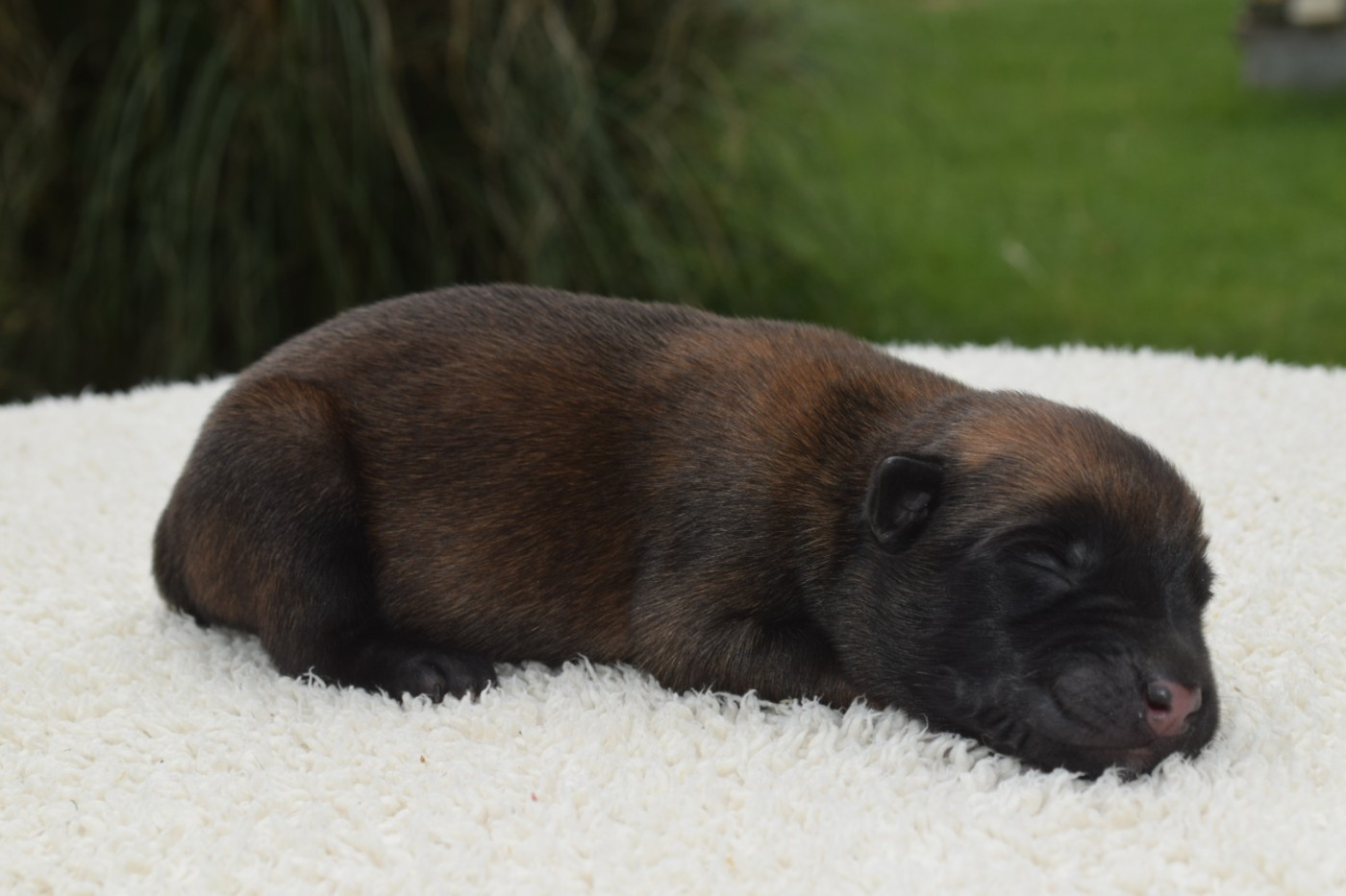 Du Millésime Champenois - Chiots disponibles - Berger Belge