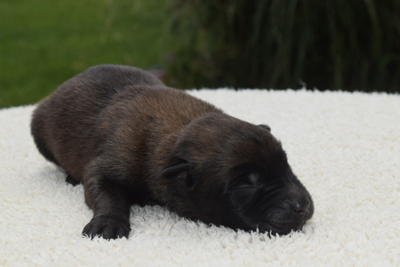 Du Millésime Champenois - Chiots disponibles - Berger Belge