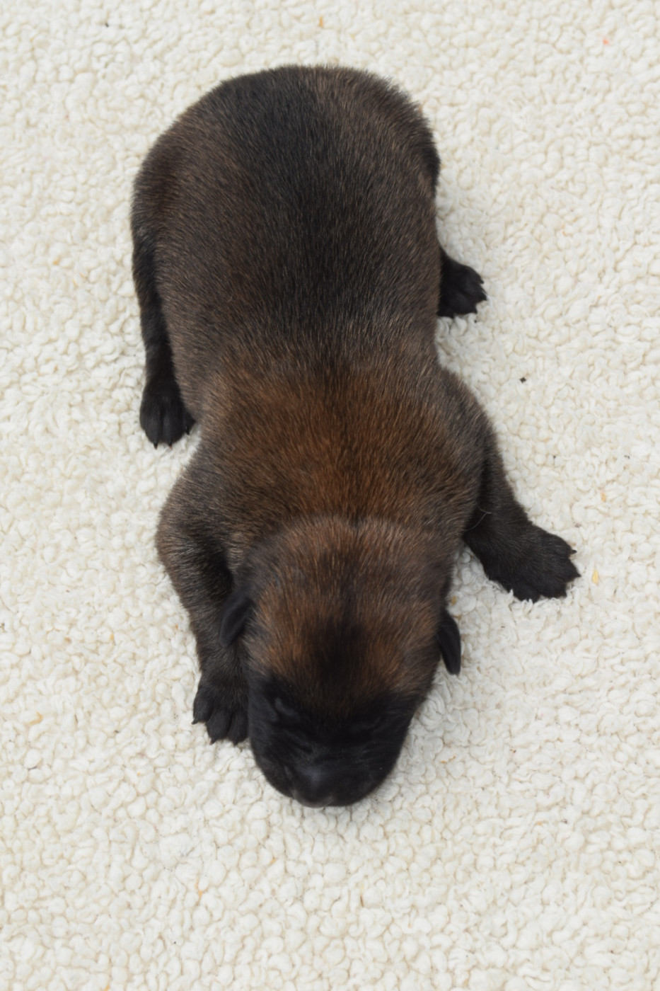 Du Millésime Champenois - Chiots disponibles - Berger Belge