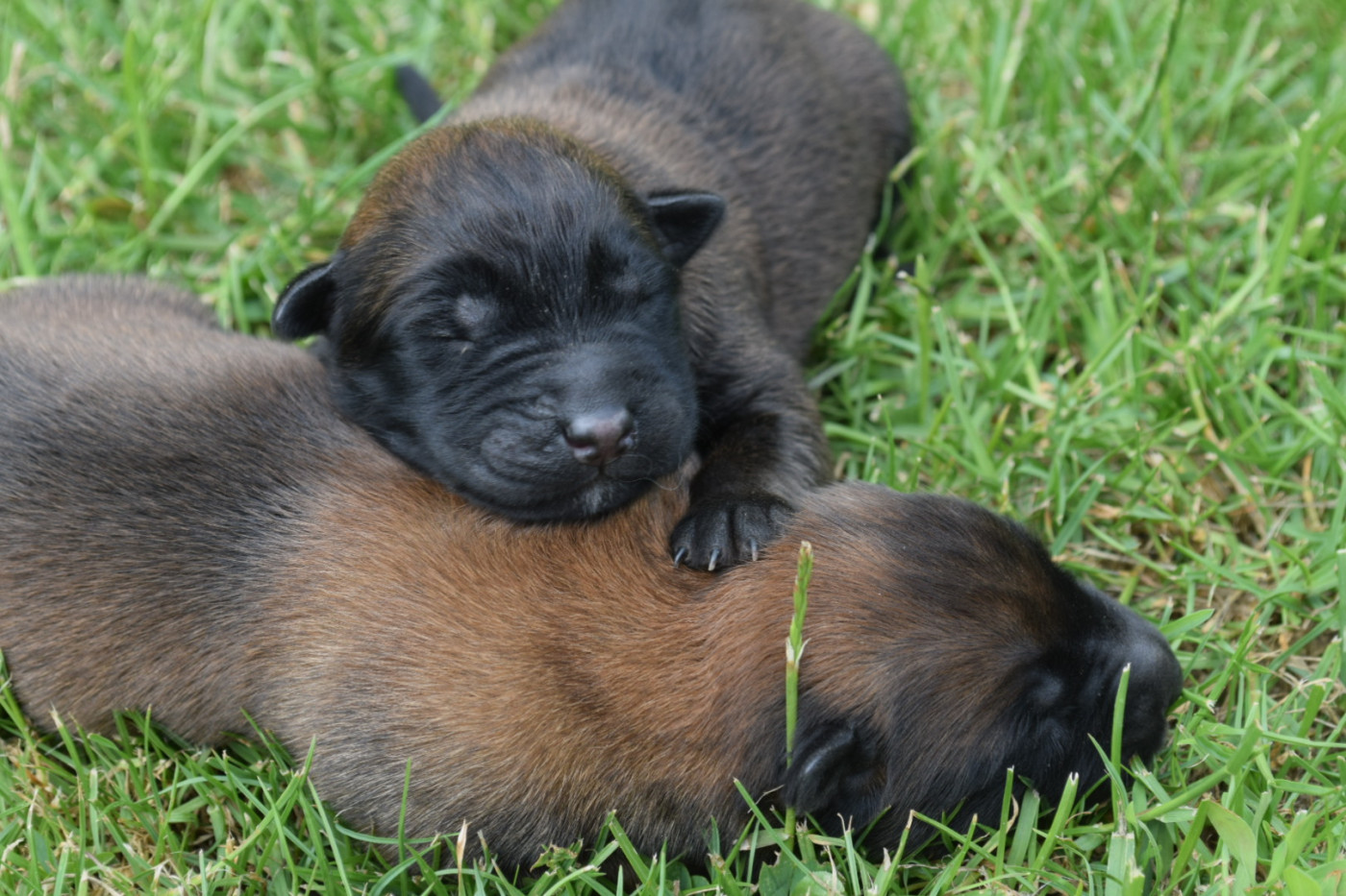 Du Millésime Champenois - Chiots disponibles - Berger Belge