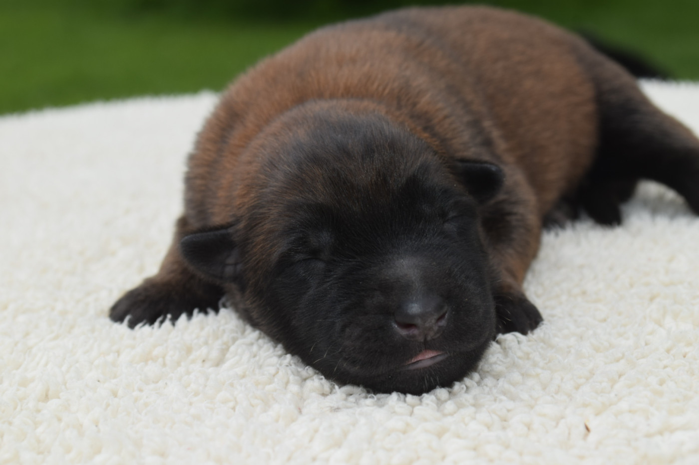 Du Millésime Champenois - Chiots disponibles - Berger Belge
