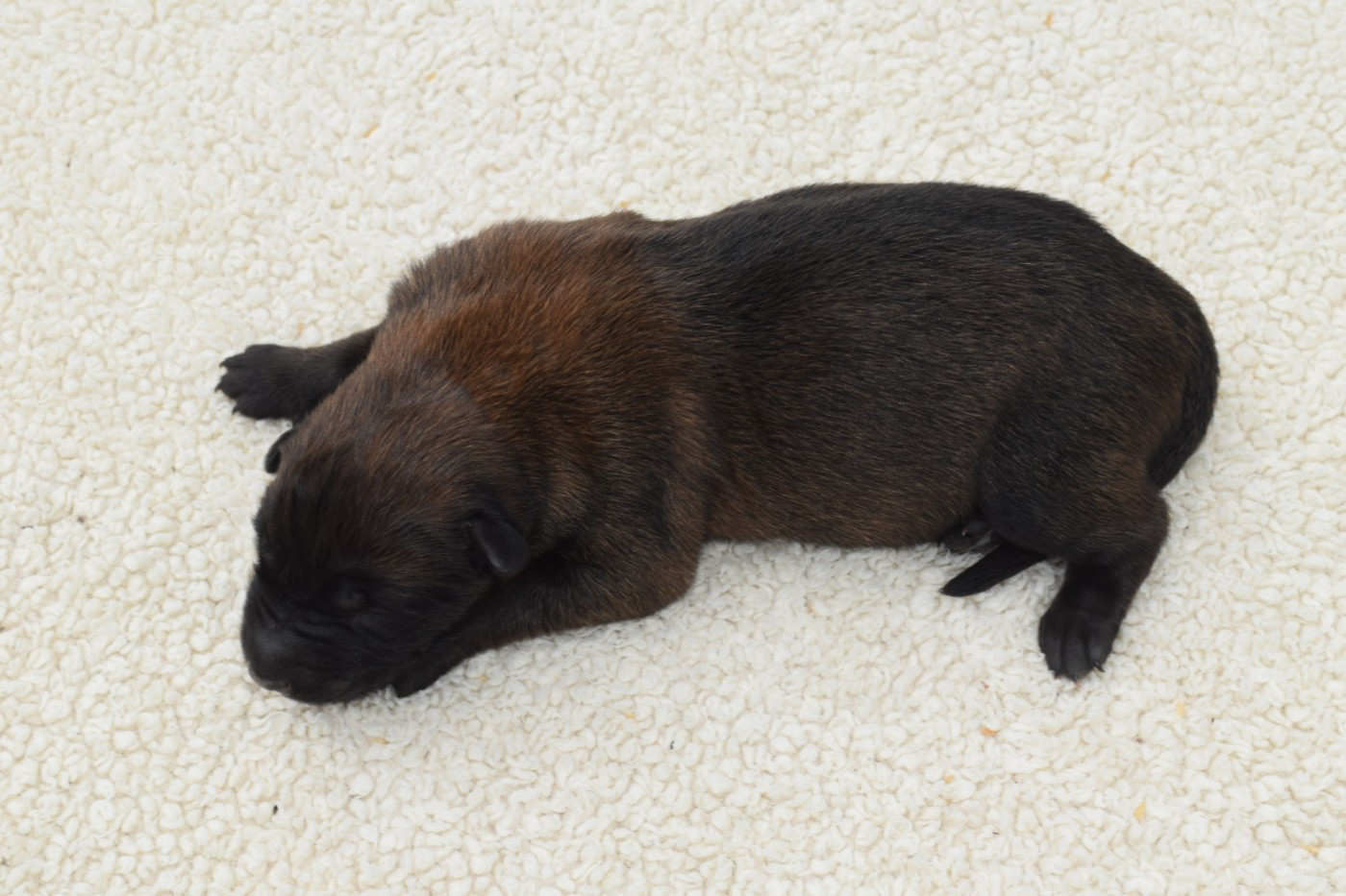 Du Millésime Champenois - Chiots disponibles - Berger Belge