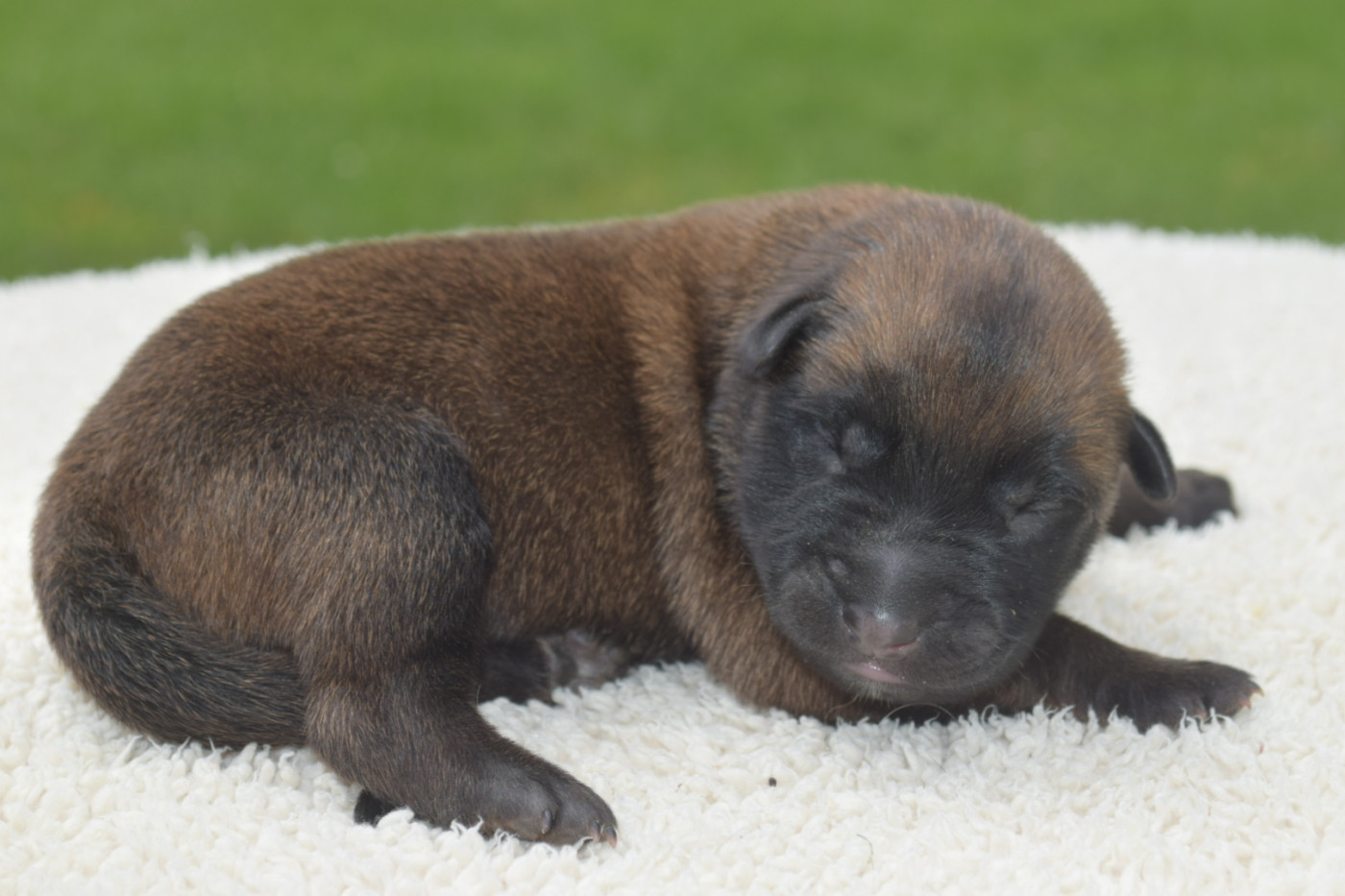 Du Millésime Champenois - Chiots disponibles - Berger Belge