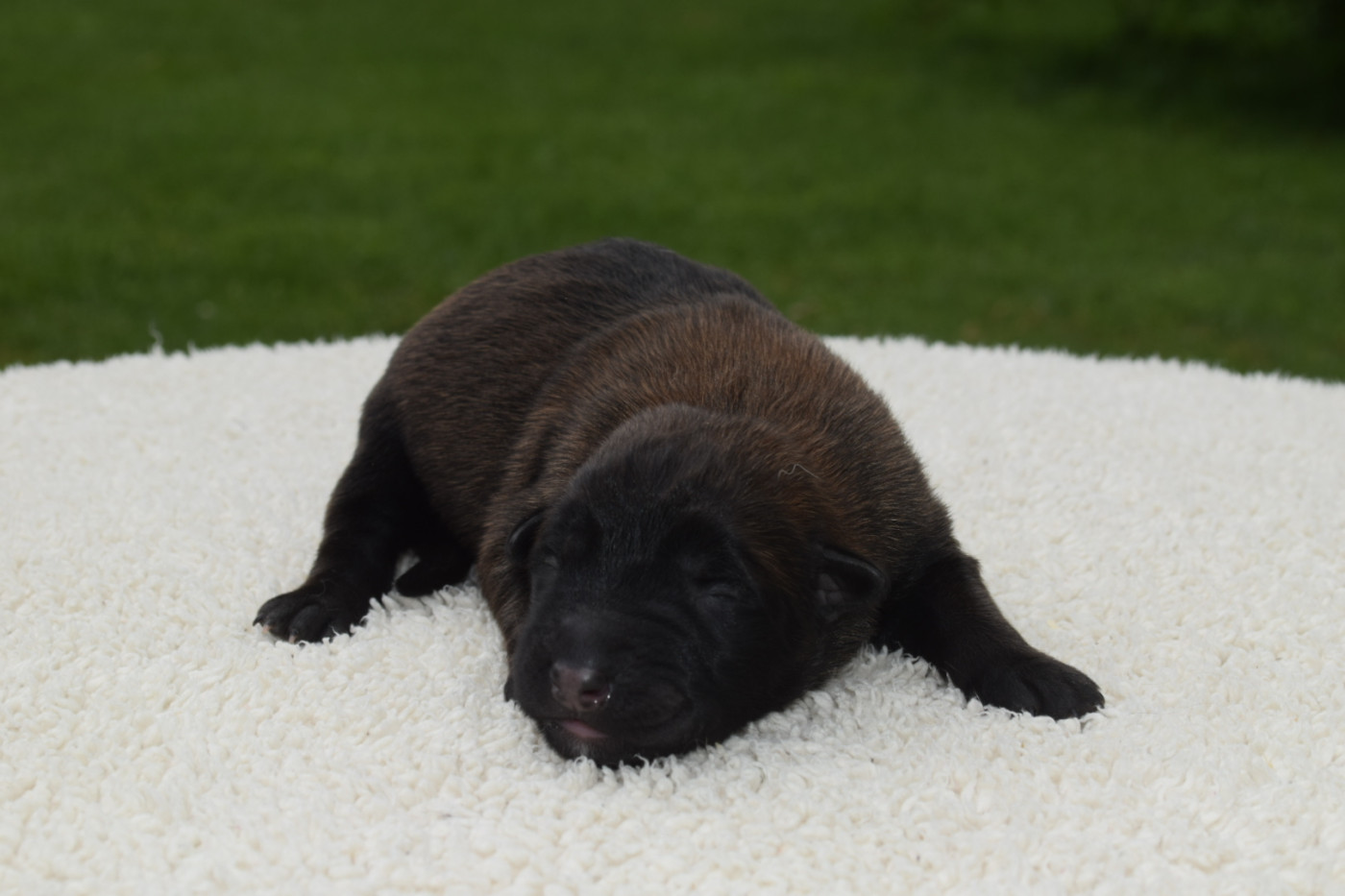 Du Millésime Champenois - Chiots disponibles - Berger Belge