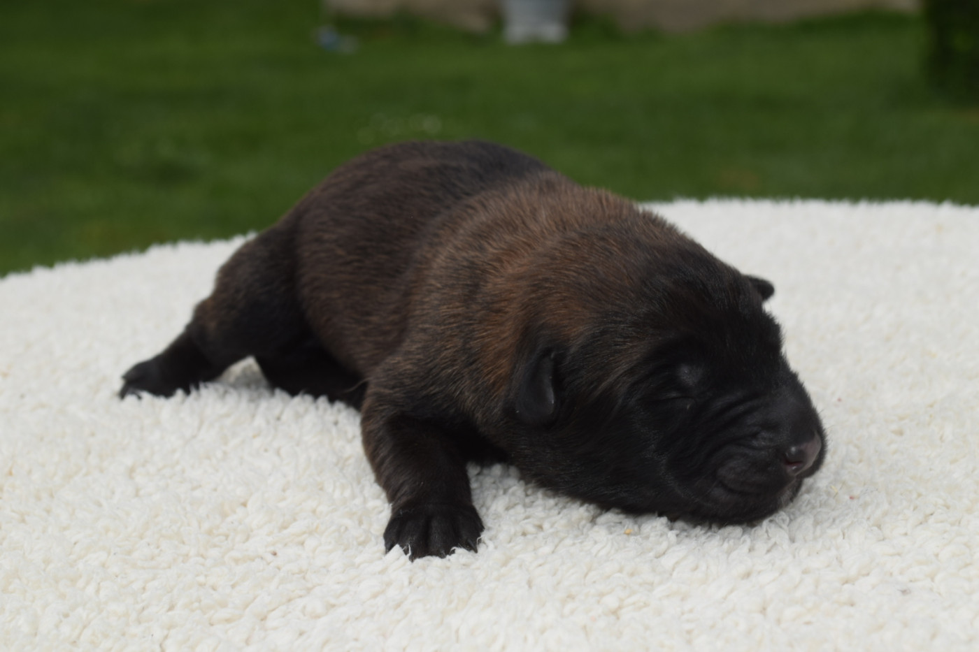 Du Millésime Champenois - Chiots disponibles - Berger Belge