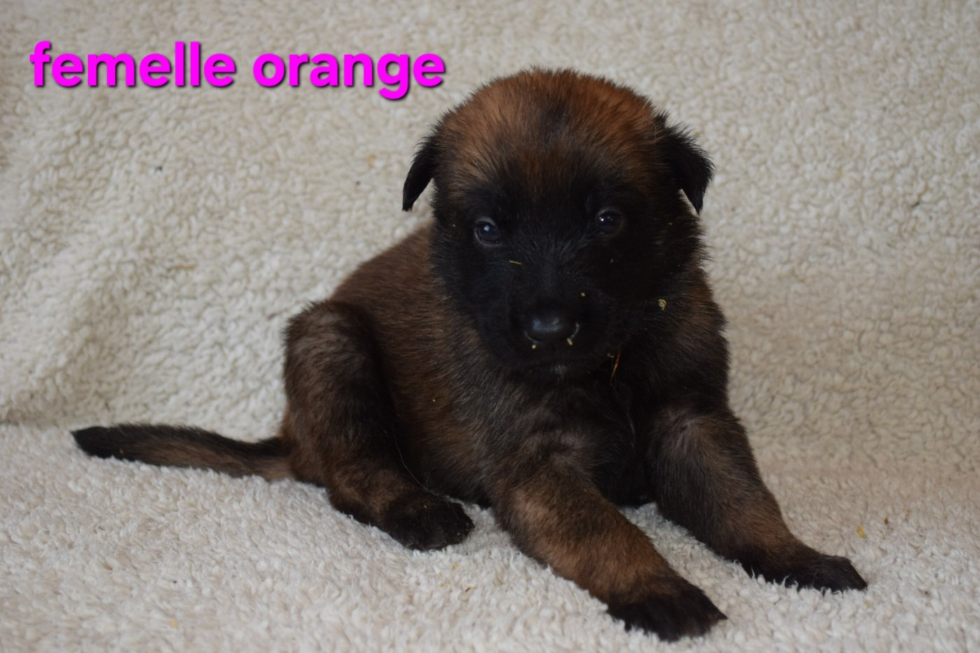 Du Millésime Champenois - Chiots disponibles - Berger Belge