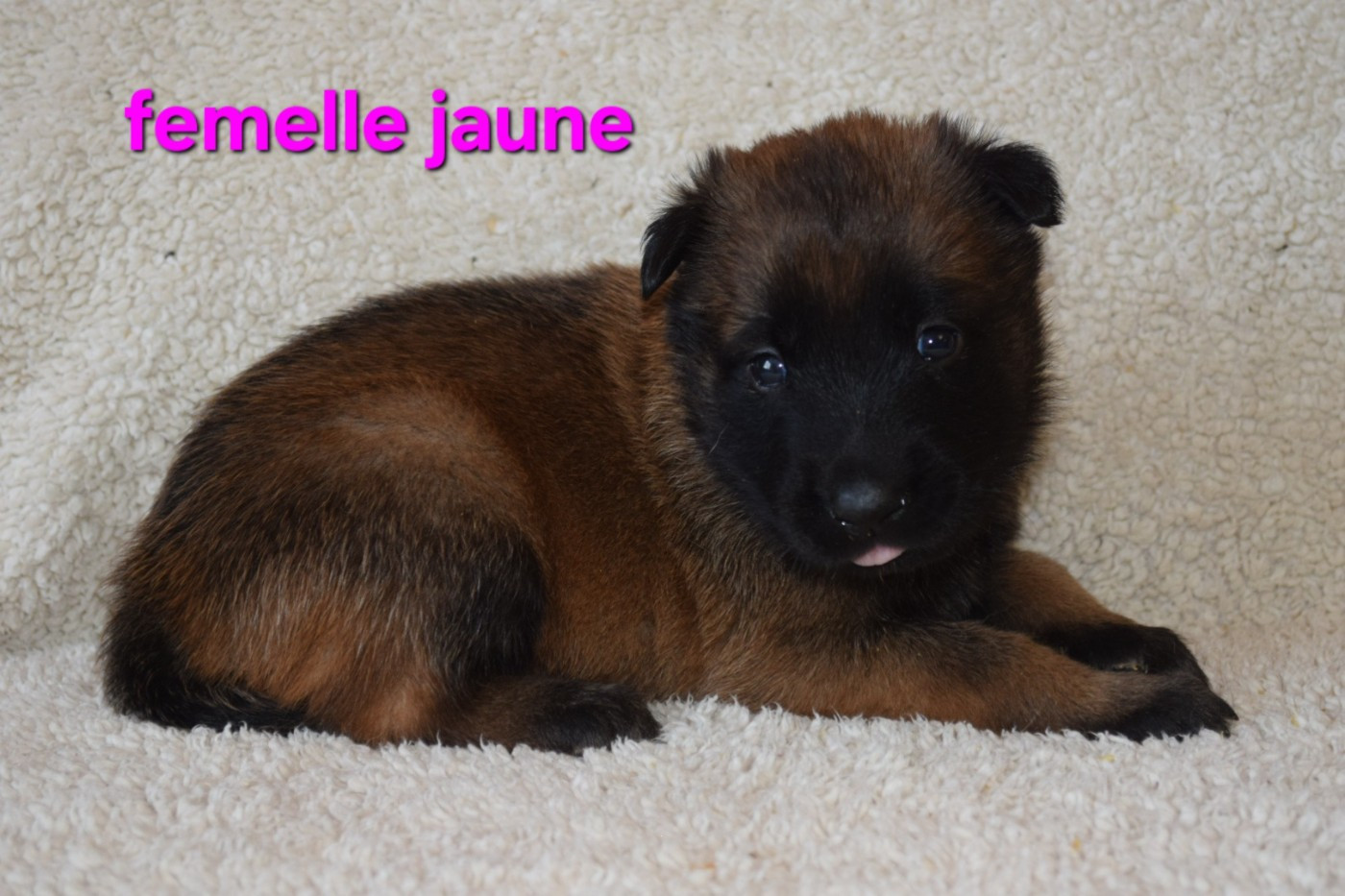 Du Millésime Champenois - Chiots disponibles - Berger Belge
