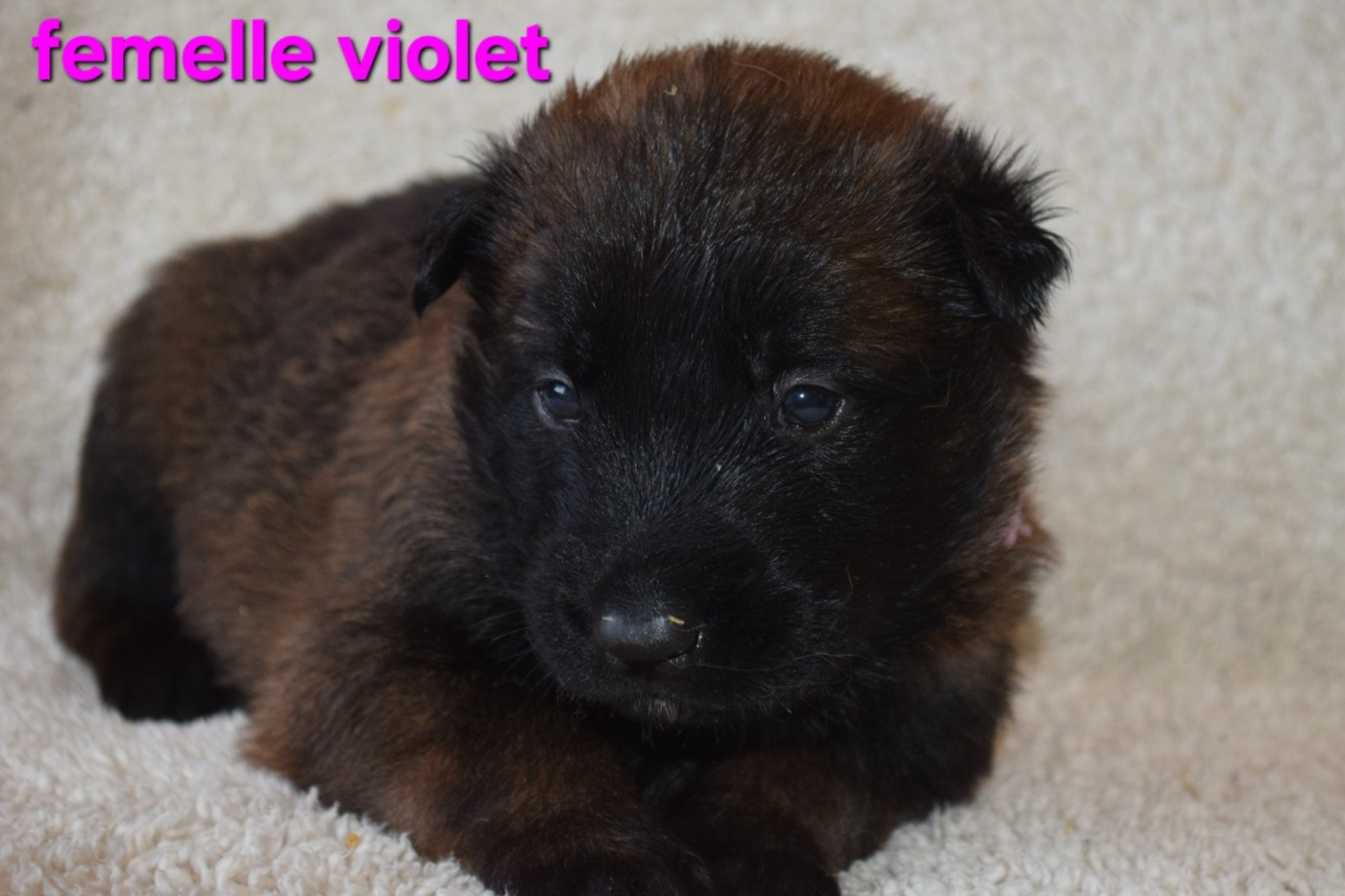 Du Millésime Champenois - Chiots disponibles - Berger Belge