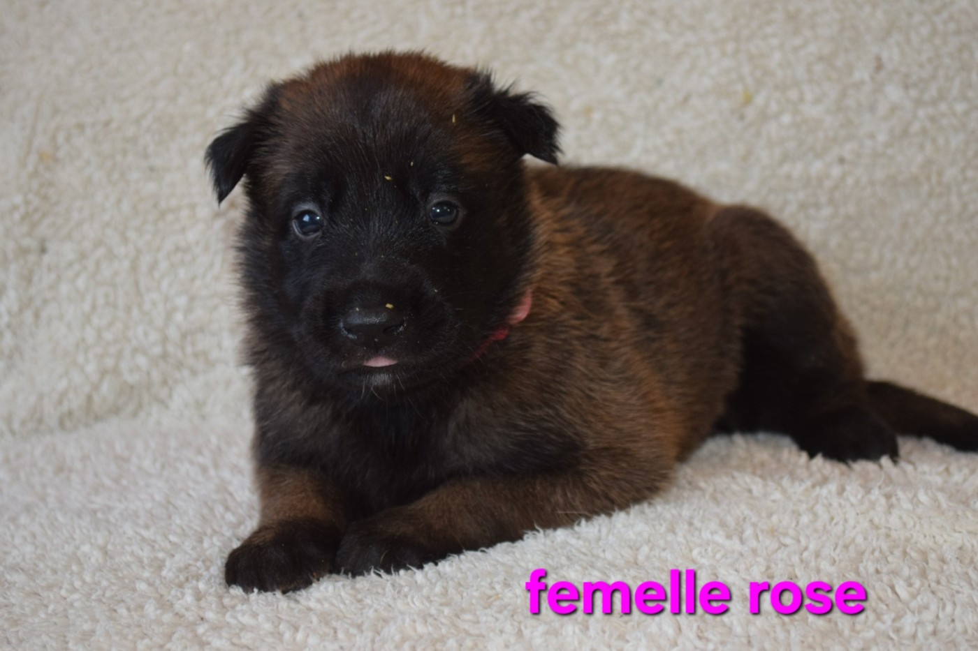 Du Millésime Champenois - Chiots disponibles - Berger Belge
