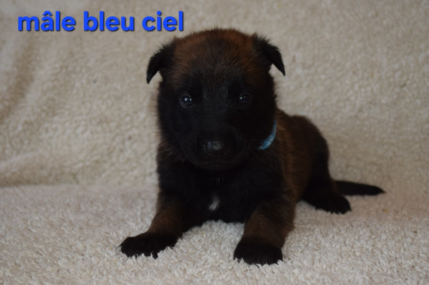 Du Millésime Champenois - Chiots disponibles - Berger Belge