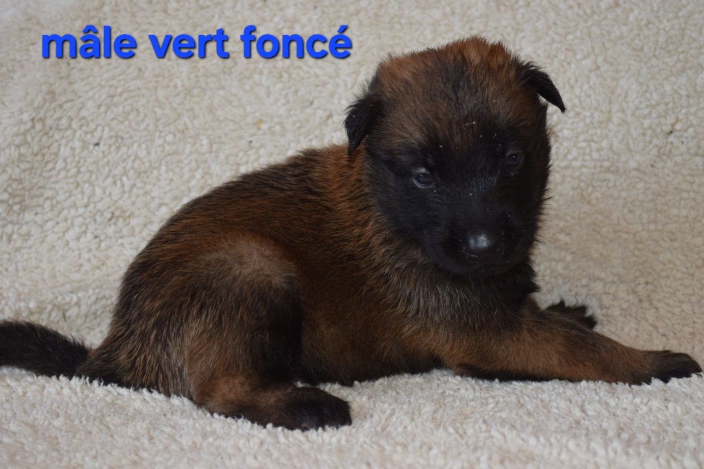Du Millésime Champenois - Chiots disponibles - Berger Belge