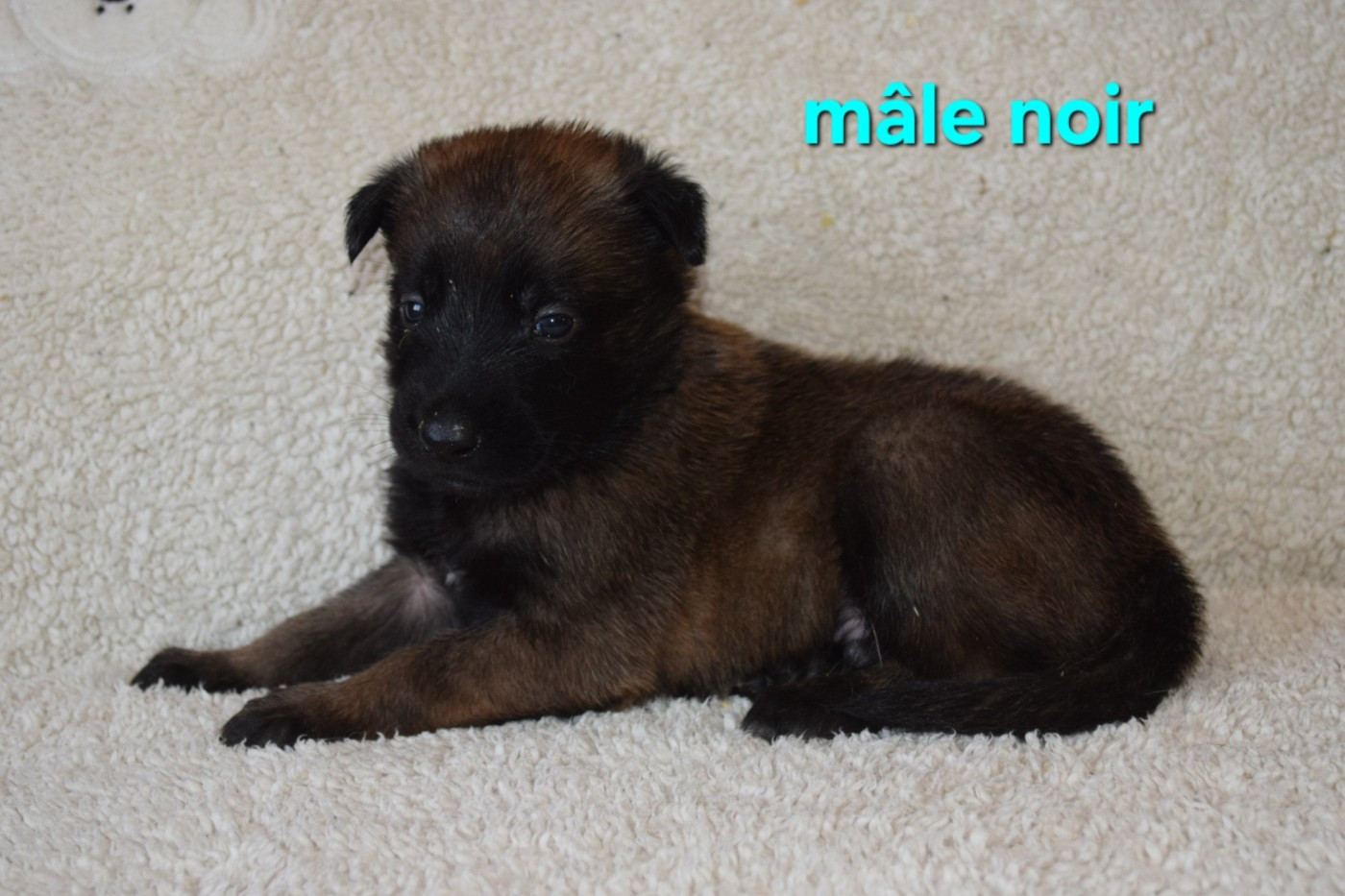 Du Millésime Champenois - Chiots disponibles - Berger Belge