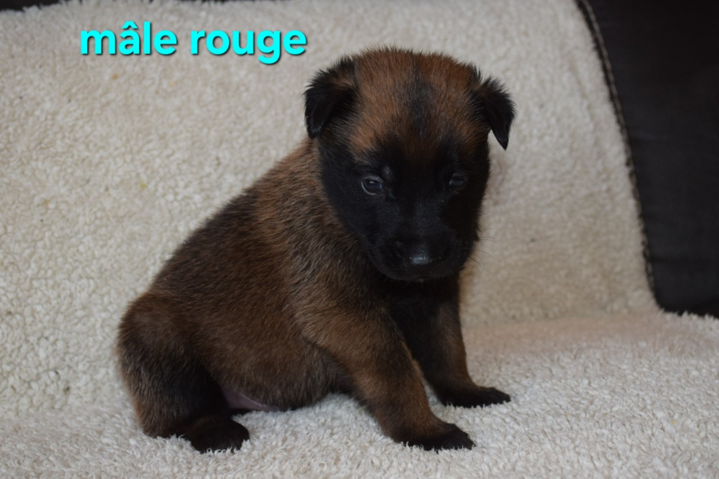 Du Millésime Champenois - Chiots disponibles - Berger Belge