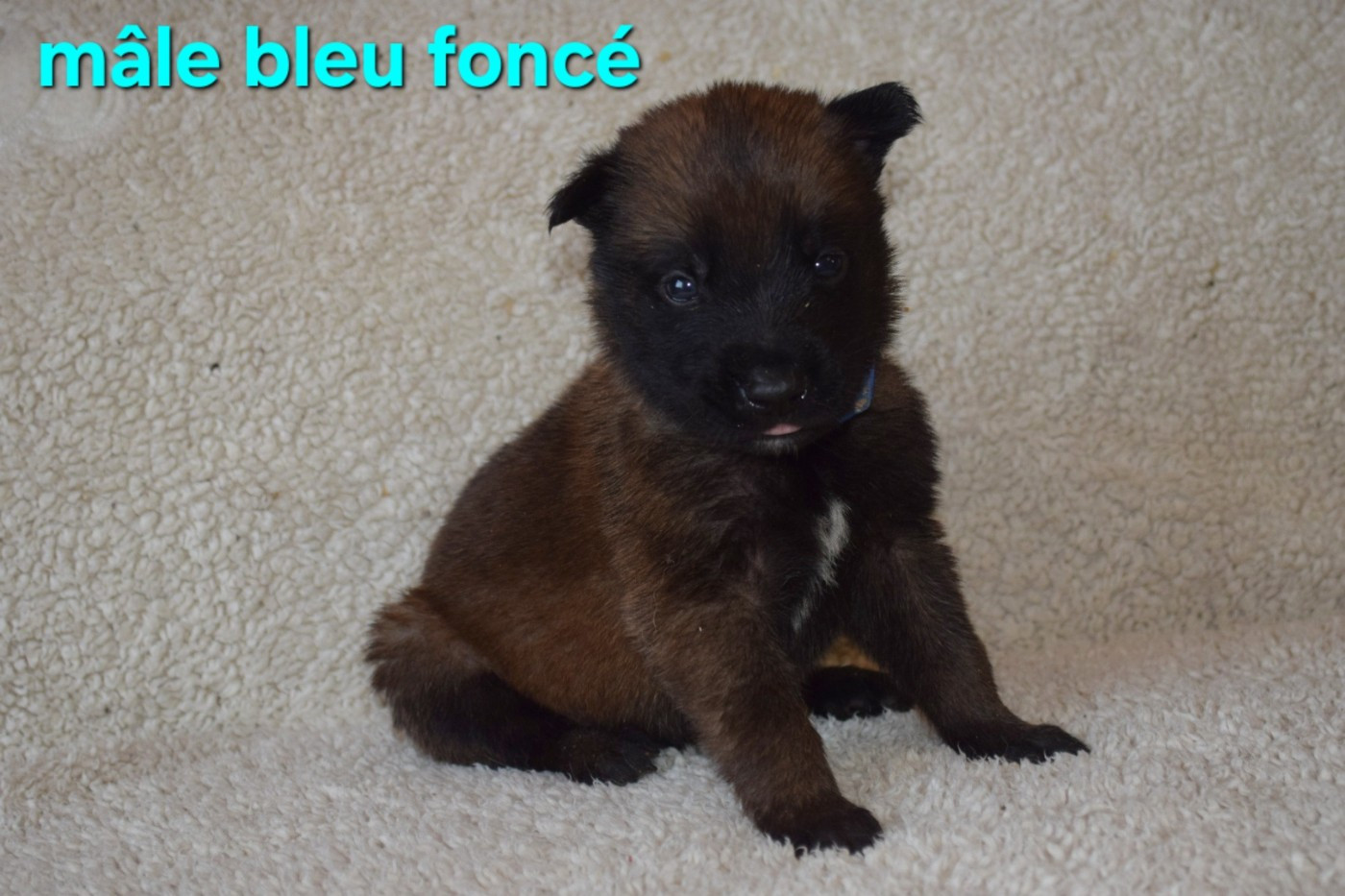 Du Millésime Champenois - Chiots disponibles - Berger Belge