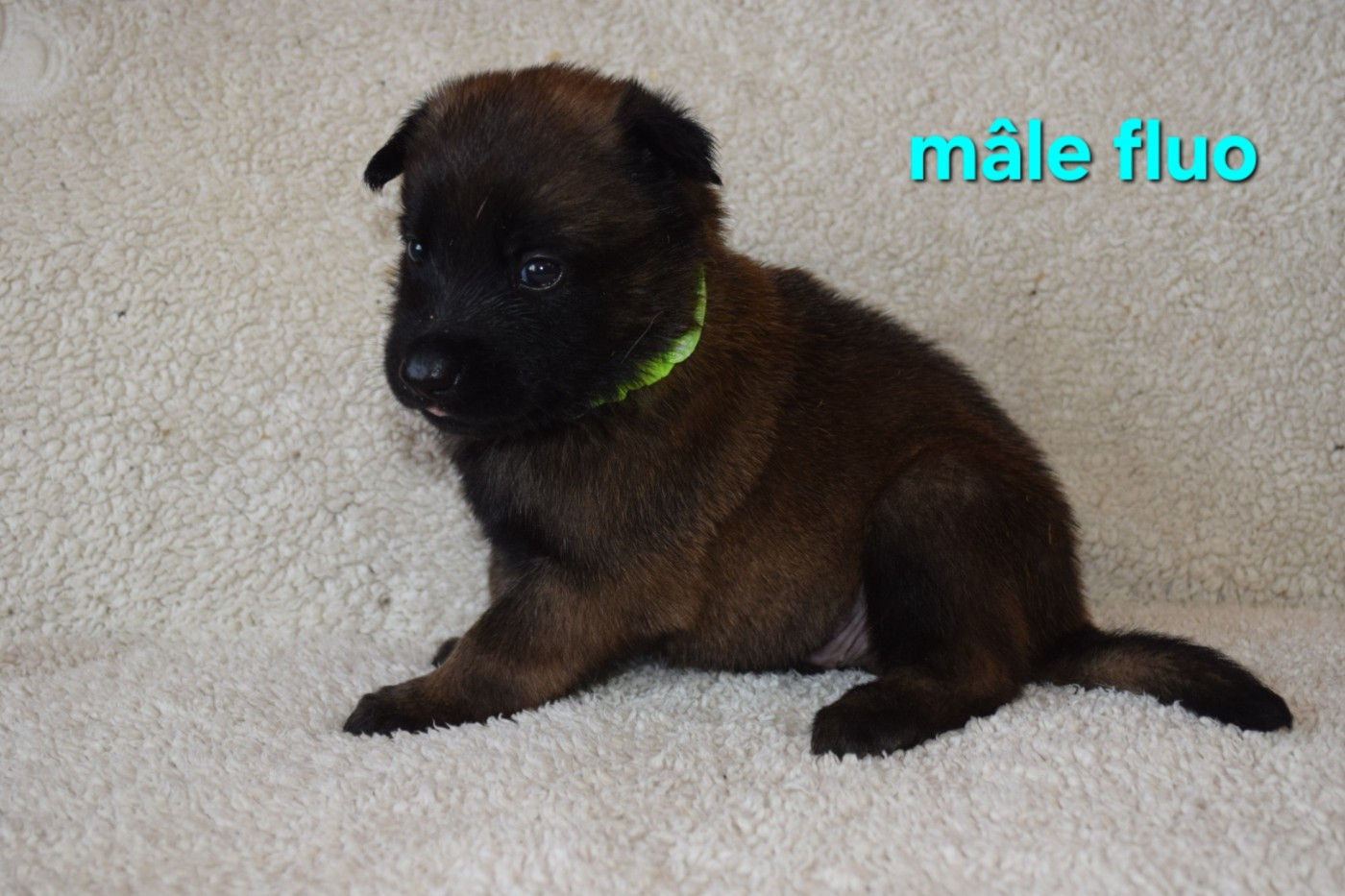 Du Millésime Champenois - Chiots disponibles - Berger Belge