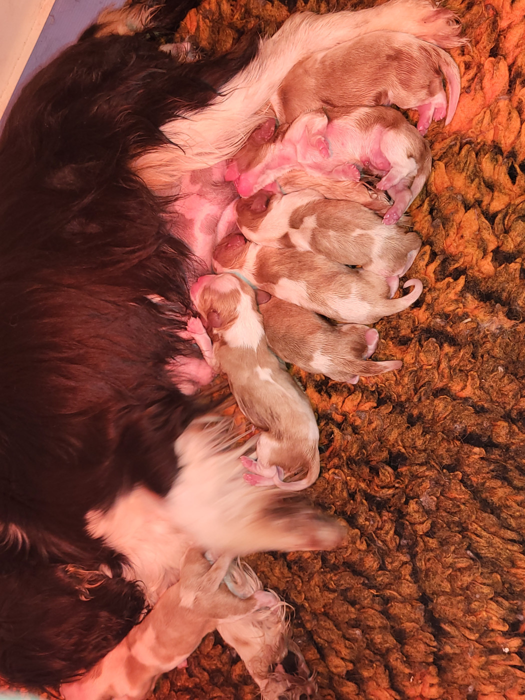 Chiot Cavalier King Charles Spaniel Du Millésime Champenois