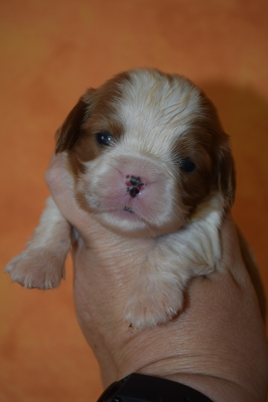 Du Millésime Champenois - Chiots disponibles - Cavalier King Charles Spaniel