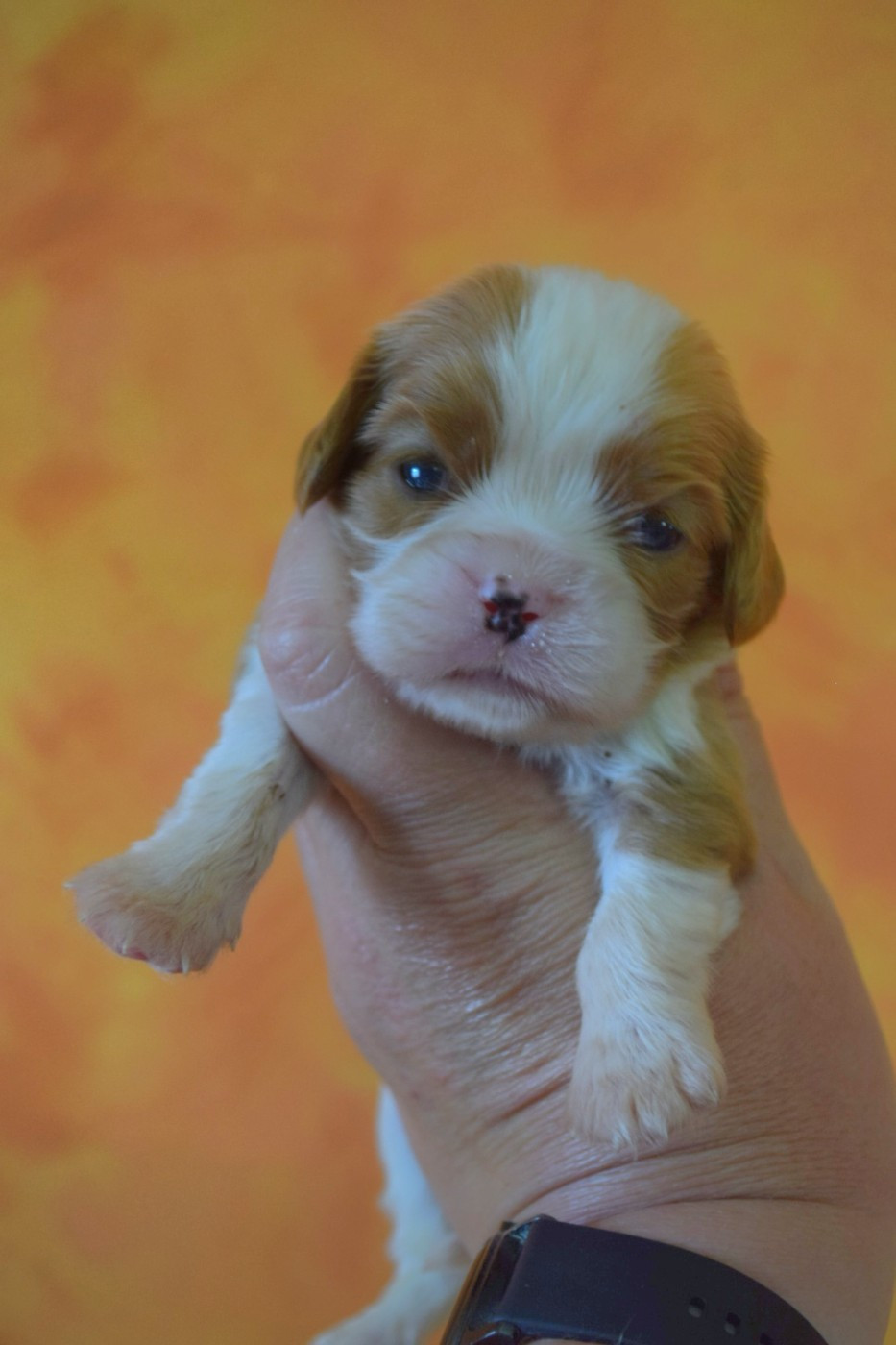 Du Millésime Champenois - Chiots disponibles - Cavalier King Charles Spaniel