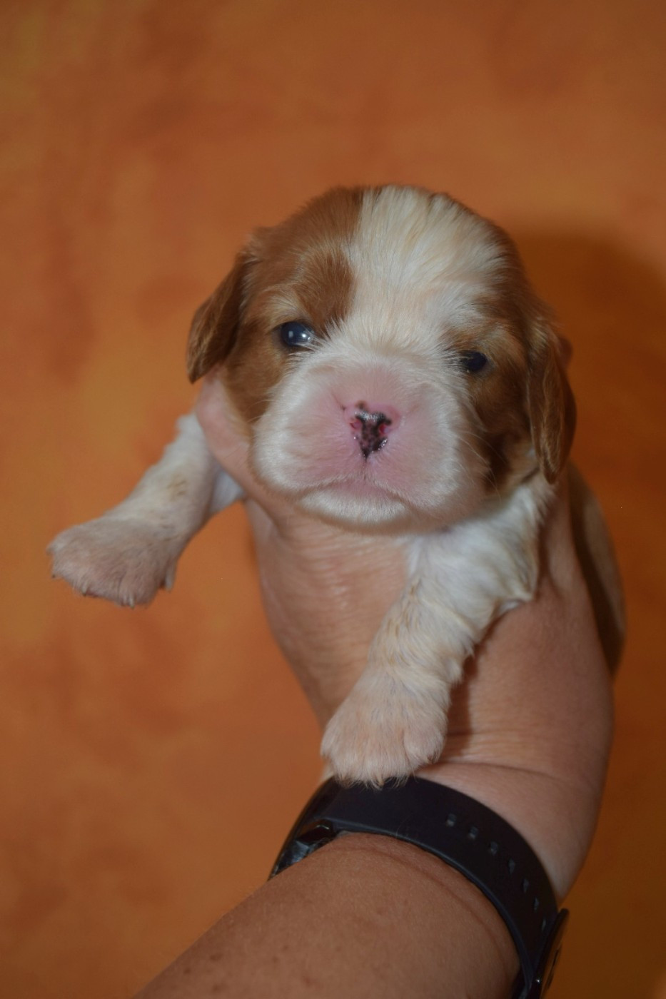 Du Millésime Champenois - Chiots disponibles - Cavalier King Charles Spaniel