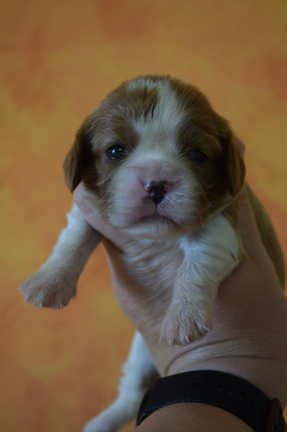 Du Millésime Champenois - Chiots disponibles - Cavalier King Charles Spaniel