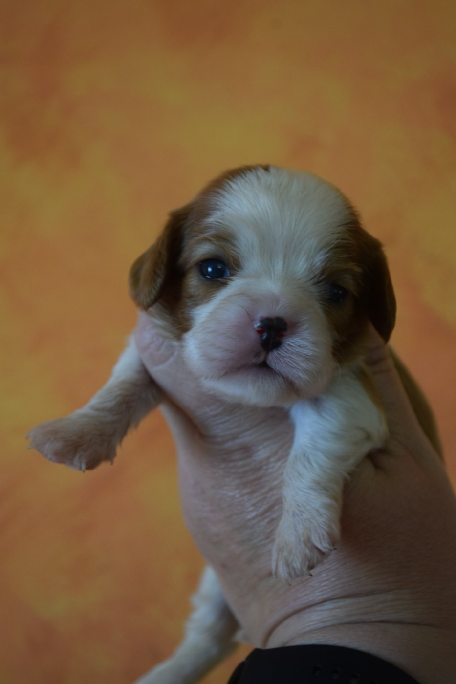Du Millésime Champenois - Chiots disponibles - Cavalier King Charles Spaniel