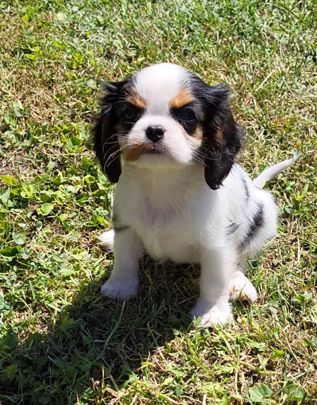Du Millésime Champenois - Chiots disponibles - Cavalier King Charles Spaniel