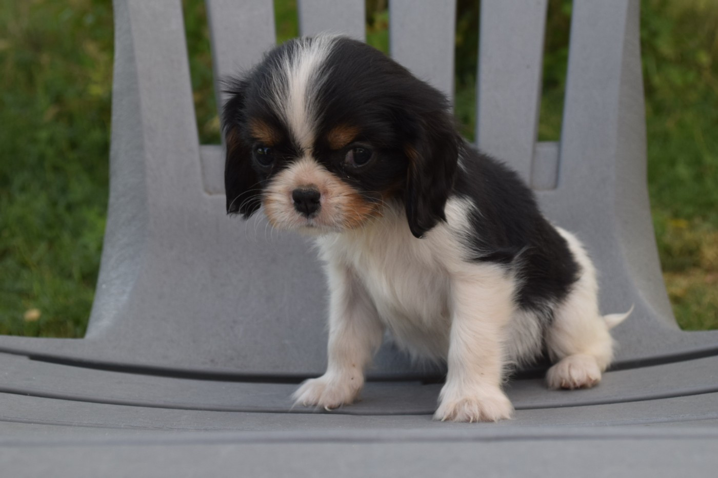 Du Millésime Champenois - Chiots disponibles - Cavalier King Charles Spaniel