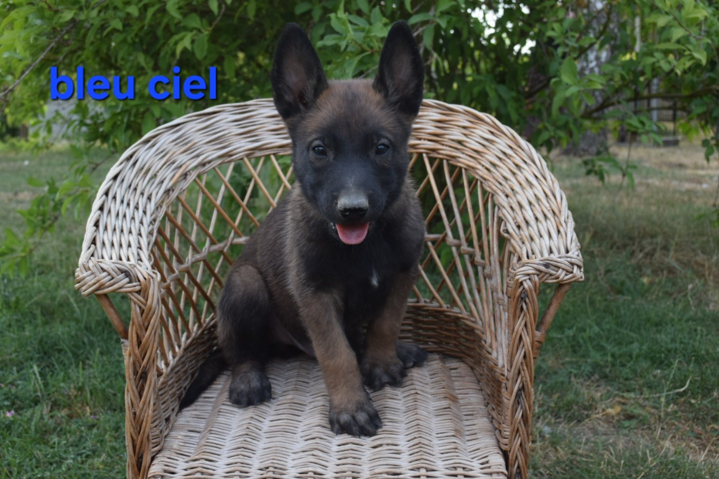 Du Millésime Champenois - Chiots disponibles - Berger Belge