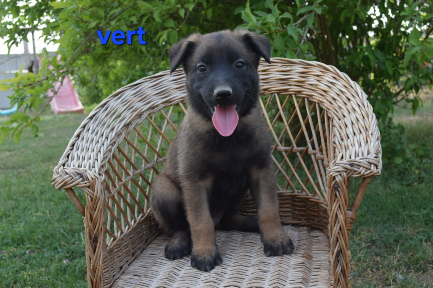 Du Millésime Champenois - Chiots disponibles - Berger Belge