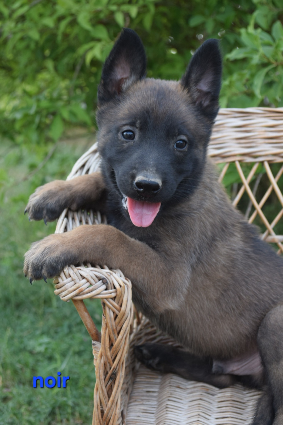 Du Millésime Champenois - Chiots disponibles - Berger Belge
