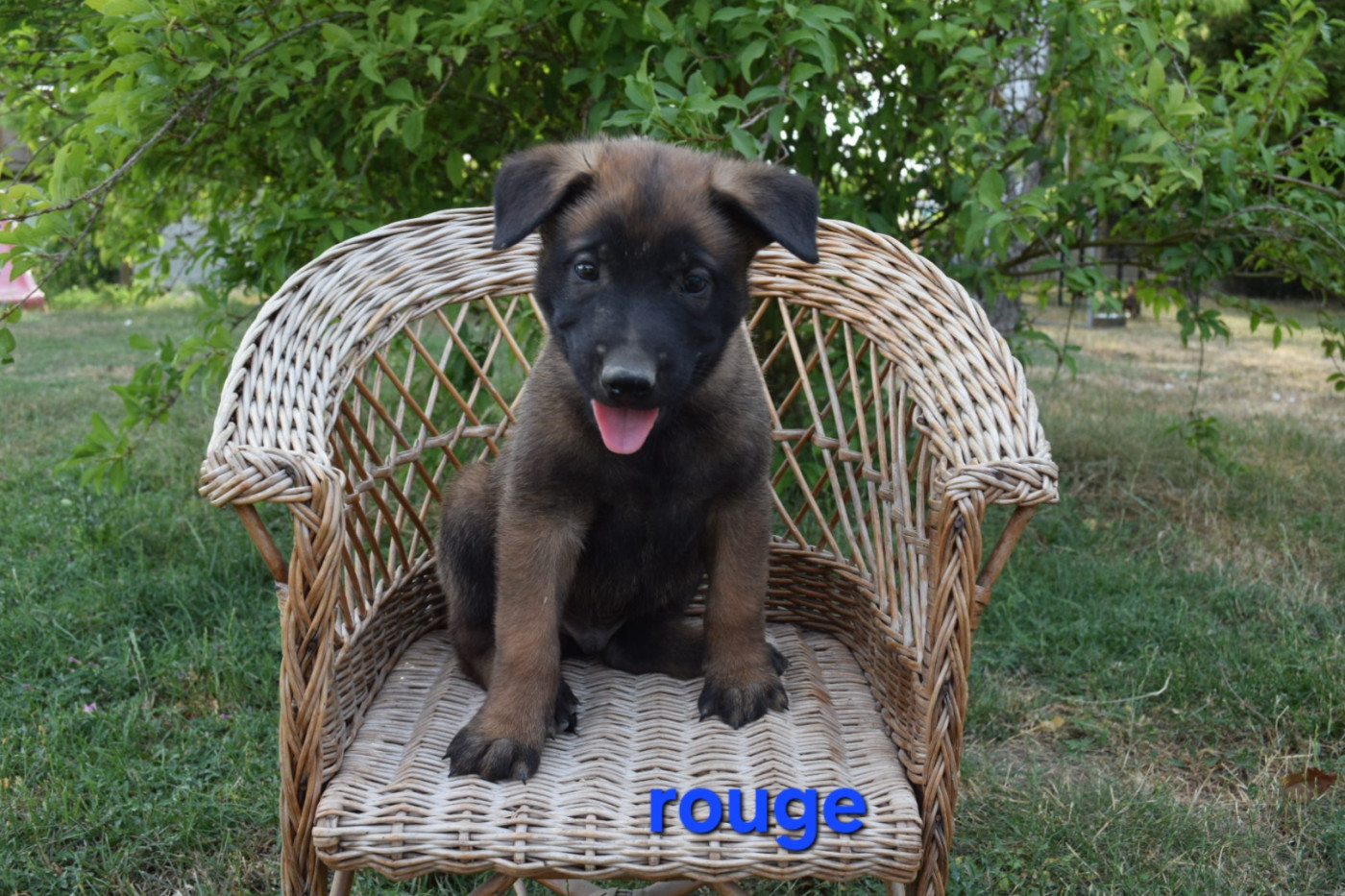 Du Millésime Champenois - Chiots disponibles - Berger Belge