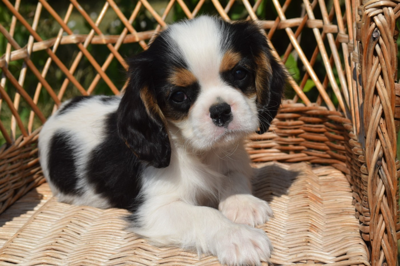 Du Millésime Champenois - Chiots disponibles - Cavalier King Charles Spaniel