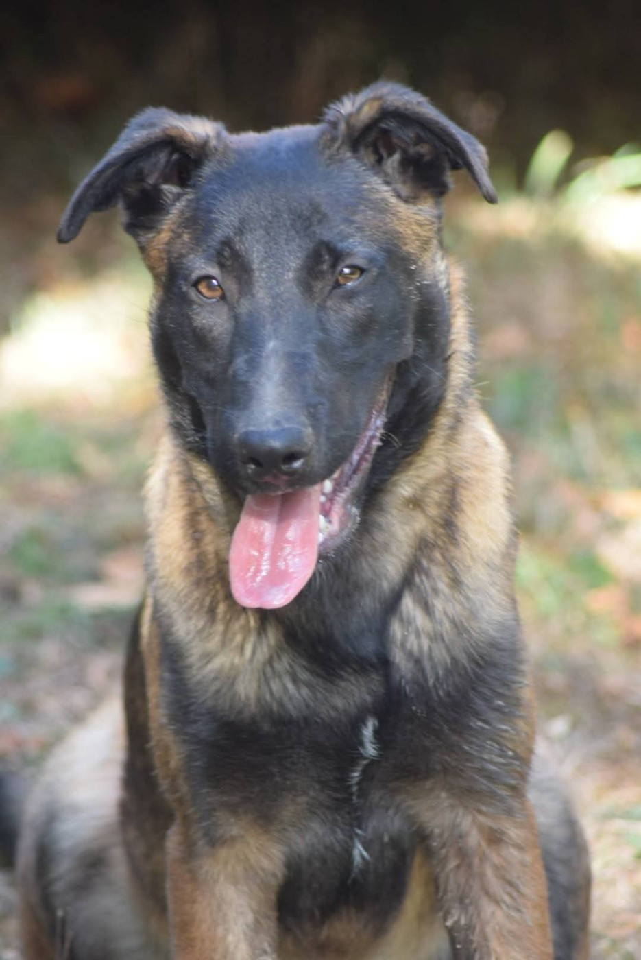 Du Millésime Champenois - Chiots disponibles - Berger Belge
