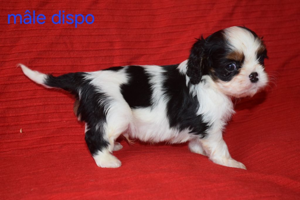 Du Millésime Champenois - Chiots disponibles - Cavalier King Charles Spaniel