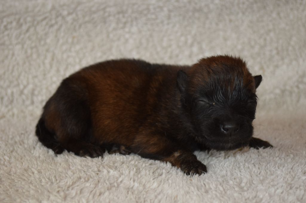 Du Millésime Champenois - Chiots disponibles - Berger Belge