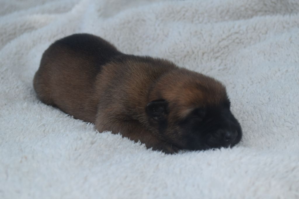 Du Millésime Champenois - Chiots disponibles - Berger Belge
