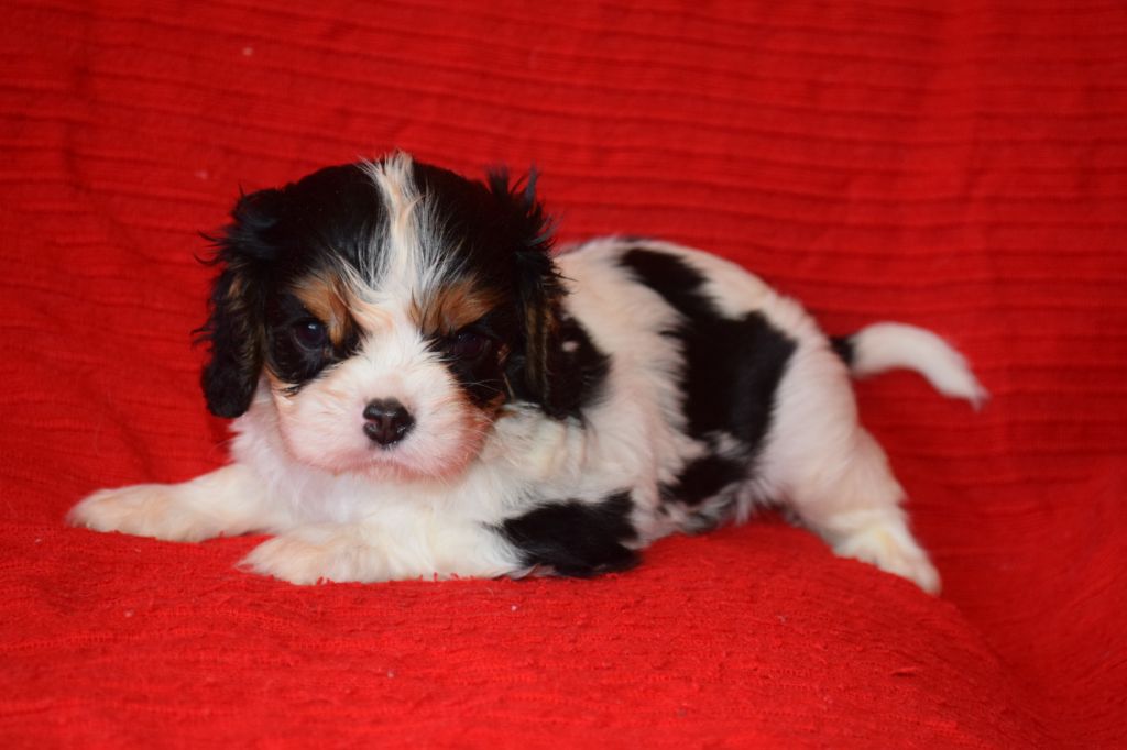 Du Millésime Champenois - Chiots disponibles - Cavalier King Charles Spaniel