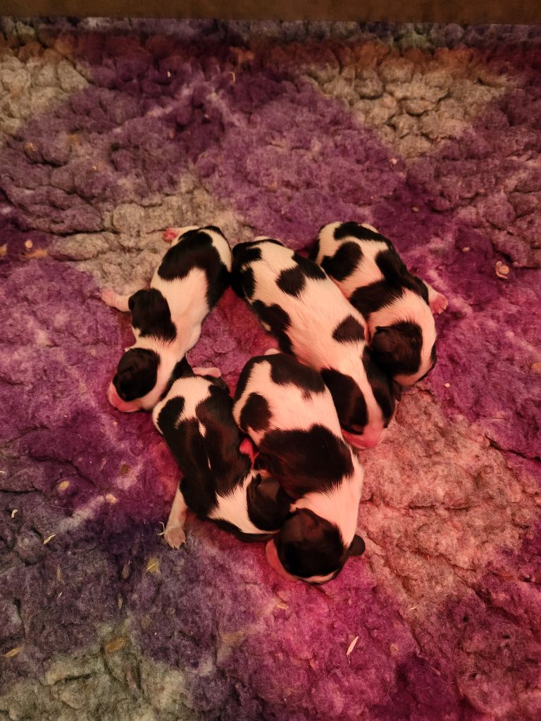 Du Millésime Champenois - Chiots disponibles - Cavalier King Charles Spaniel