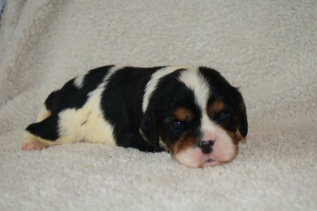 Du Millésime Champenois - Chiots disponibles - Cavalier King Charles Spaniel