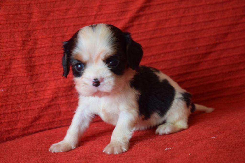 Du Millésime Champenois - Chiots disponibles - Cavalier King Charles Spaniel