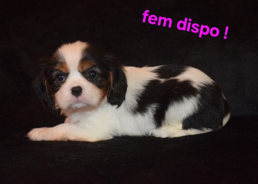 Du Millésime Champenois - Chiots disponibles - Cavalier King Charles Spaniel