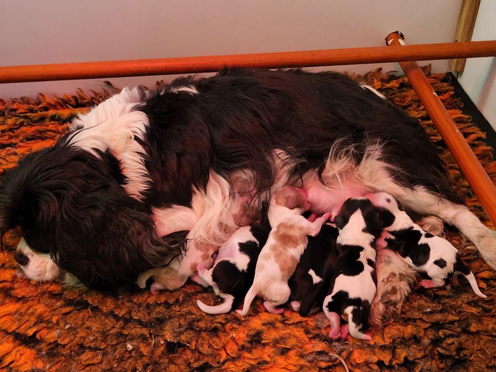Du Millésime Champenois - Chiots disponibles - Cavalier King Charles Spaniel