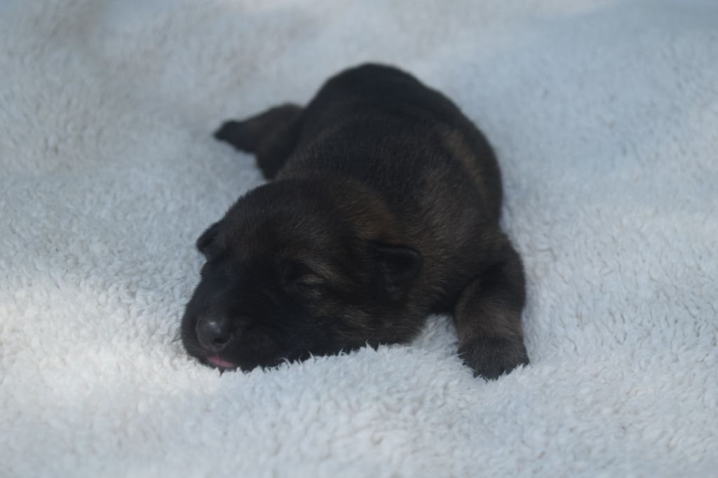 Du Millésime Champenois - Chiots disponibles - Berger Belge