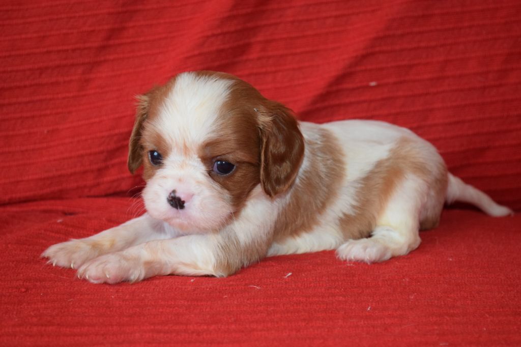 Du Millésime Champenois - Cavalier King Charles Spaniel - Portée née le 13/07/2025