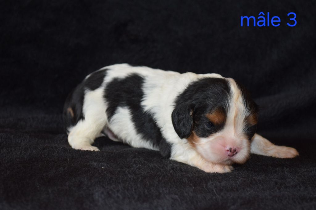 Du Millésime Champenois - Chiots disponibles - Cavalier King Charles Spaniel