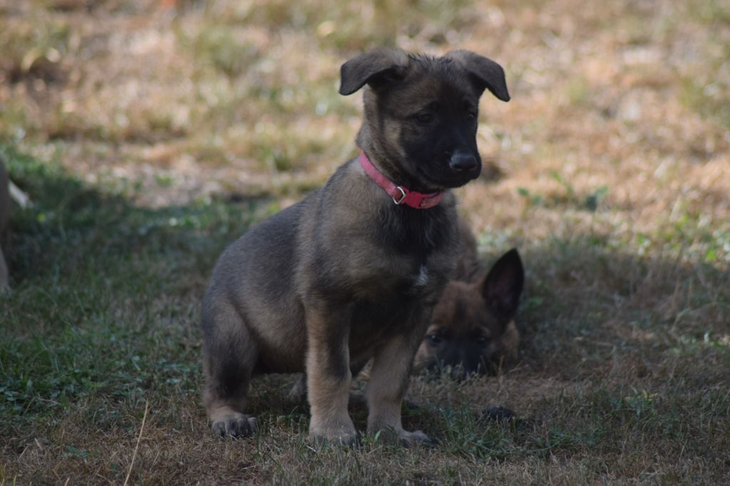 Du Millésime Champenois - Chiots disponibles - Berger Belge