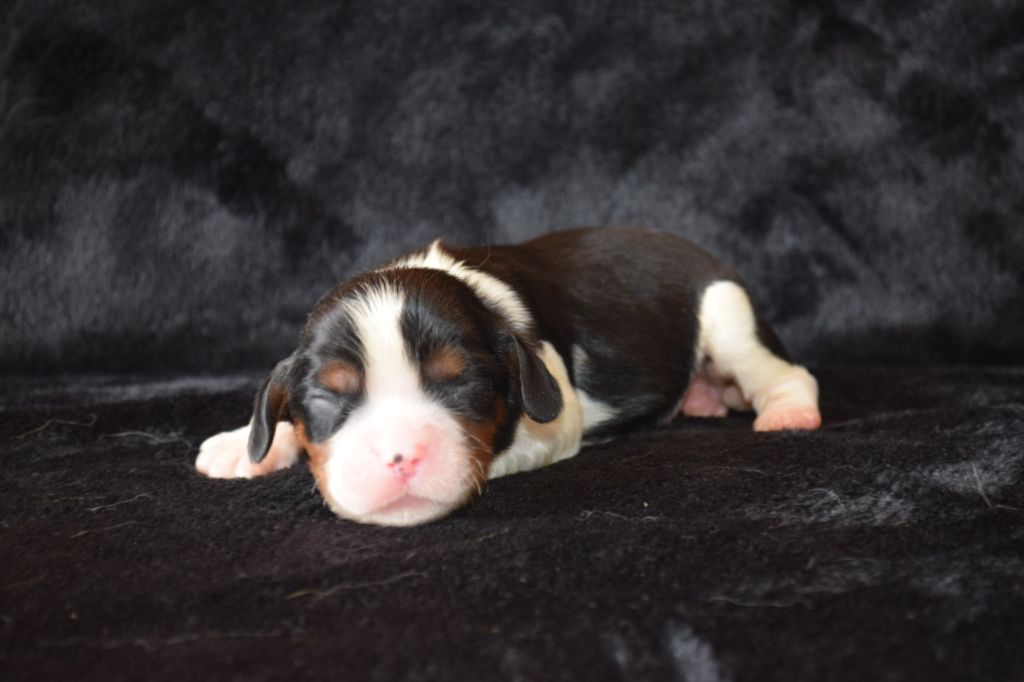 Du Millésime Champenois - Chiots disponibles - Cavalier King Charles Spaniel